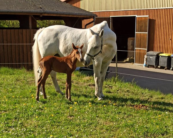 horse Lu Lunka (Trakehner, 2020, from Unkas AA)