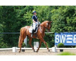 dressage horse La bella Leni (Hannoveraner, 2006, from Londonderry)