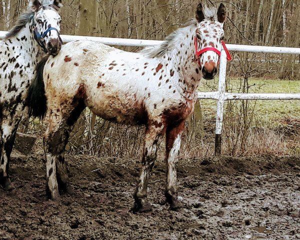 Pferd Paź (Polnisches Warmblut, 2018)