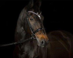 horse Machollo (Hessian Warmblood, 1998, from Marcodeur)