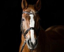 dressage horse Alisa 34 (Westphalian, 1996, from Attraktiv)