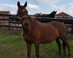 broodmare Wizna (polish noble half-breed, 1997, from Bonaparte AA)