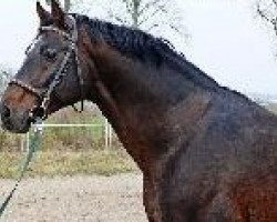 stallion Rytm (Hanoverian, 1994, from Rio Branco)