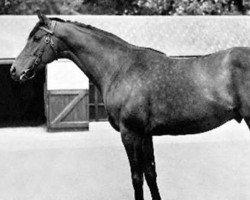 broodmare Palinode xx (Thoroughbred, 1963, from Pall Mall xx)