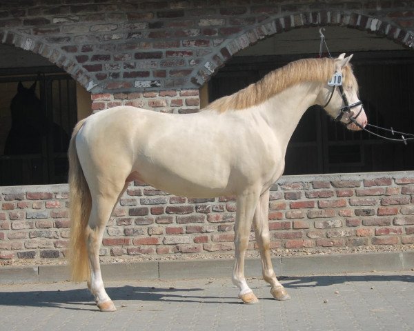 stallion Sunset Gold (Welsh-Pony (Section B), 2016, from Starlight)