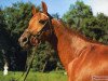 stallion Argus II (Trakehner, 1966, from Beret)