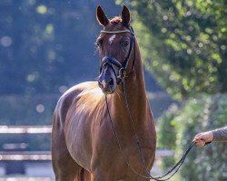 stallion Bellany (Oldenburg, 2017, from Bon Coeur)