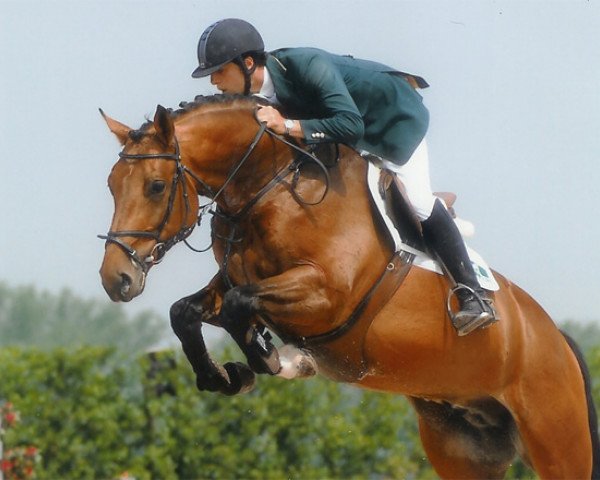 Deckhengst Taillefer de Sainte Hermelle (Belgium Sporthorse, 2003, von Surcouf de Revel)