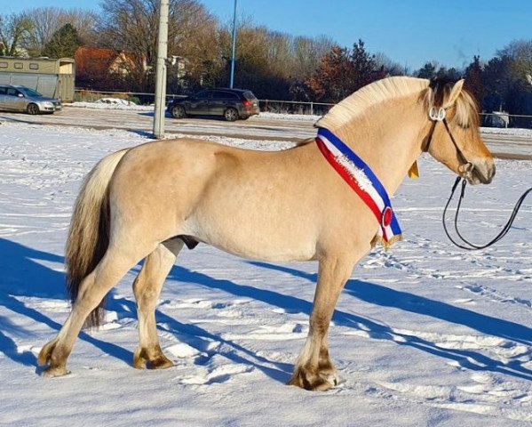 stallion Fjell (Fjord Horse, 2018, from Fjelltor N.2527)