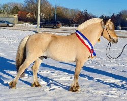 stallion Fjell (Fjord Horse, 2018, from Fjelltor N.2527)