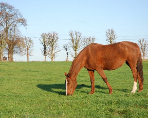 broodmare Nerva de Sainte Hemelle (Belgium Sporthorse, 1997, from El Espoir de Retz)