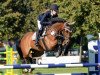 jumper Catina M (Oldenburg show jumper, 2008, from Catoki)