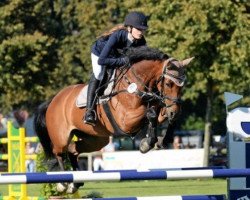 jumper Catina M (Oldenburg show jumper, 2008, from Catoki)