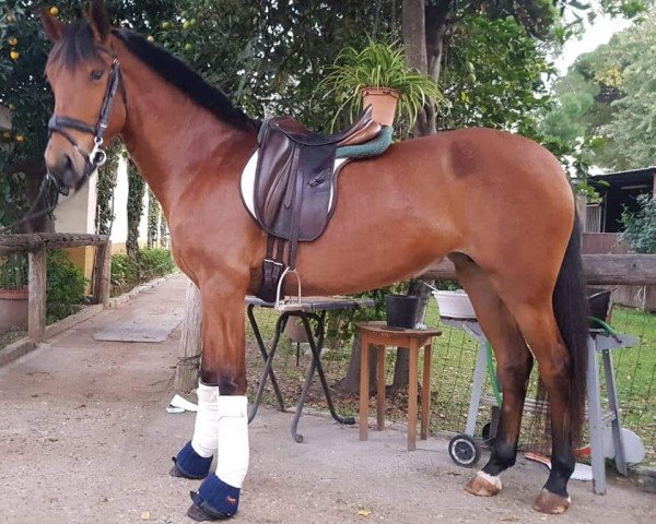 Pferd APLICADA (Cruzado,  )