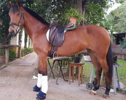 horse Aplicada (Cruzado,  )