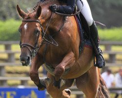 Zuchtstute Avarysse Ste Hermelle (Selle Français, 2010, von Calvaro Z)