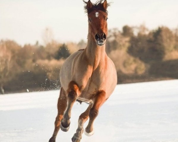 Dressurpferd Bacardi 186 (Pony ohne Rassebezeichnung, 2006)