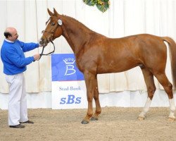 horse Quaduc Ste Hermelle (be) (Selle Français, 2004, from Duc de la Lande II)