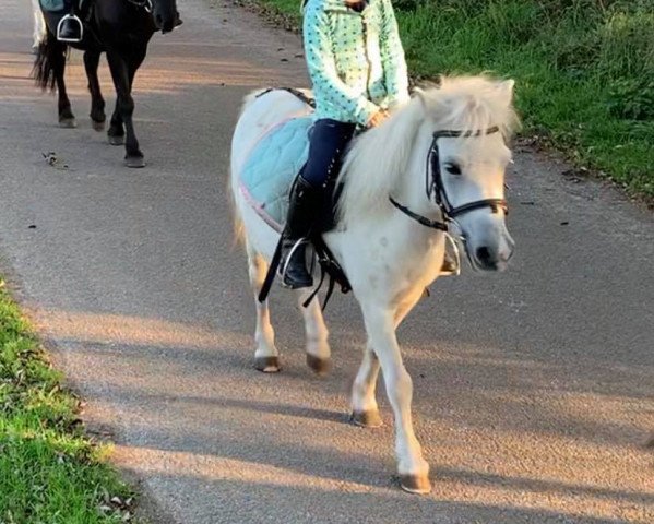Pferd Sissi (Shetland Pony, 2009)