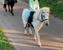 horse Sissi (Shetland Pony, 2009)