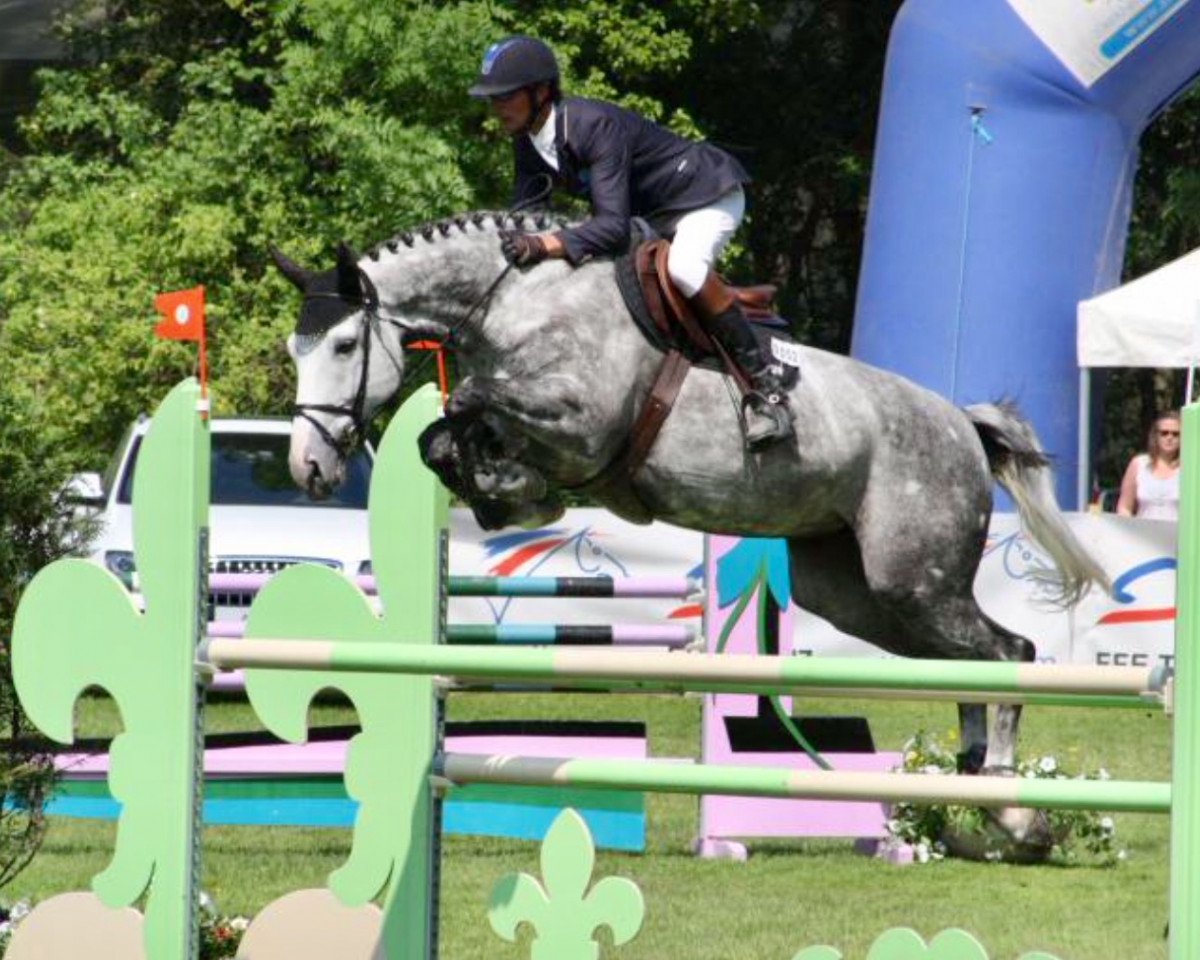Springpferd Val D'Oise de Fauquez (Belgium Sporthorse, 2005, von Darco)