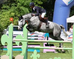 jumper Val D'Oise de Fauquez (Belgium Sporthorse, 2005, from Darco)