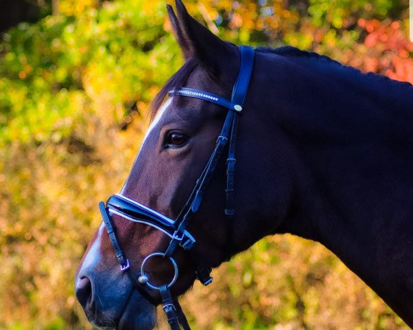 dressage horse Telza (Polish Warmblood, 2008, from Tabasko 87 G Zg POL)