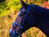 dressage horse Telza (Polish Warmblood, 2008, from Tabasko 87 G Zg POL)