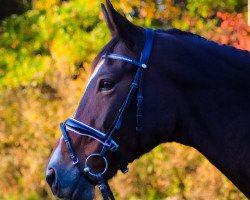 Dressurpferd Telza (Polnisches Warmblut, 2008, von Tabasko 87 G Zg POL)