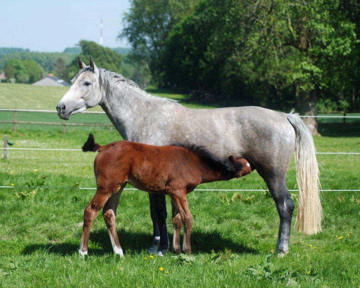 Zuchtstute Hedwige (Belgisches Warmblut, 2009, von President)