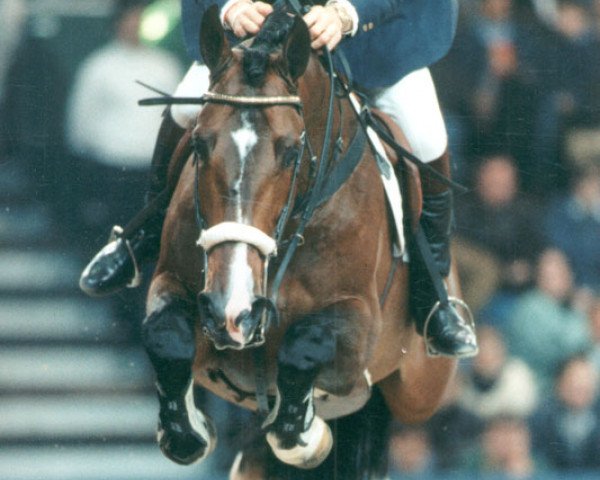 stallion Elton (Dutch Warmblood, 1986, from Jasper)