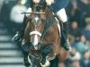 stallion Elton (KWPN (Royal Dutch Sporthorse), 1986, from Jasper)