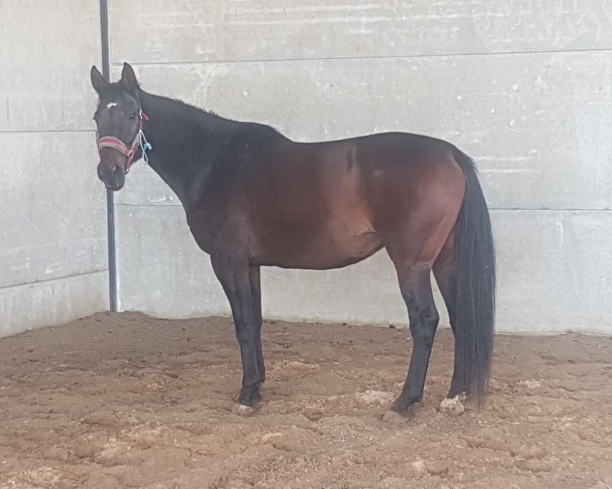 Zuchtstute Cajenne de fauquez (Belgisches Warmblut, 2008, von Kannan)