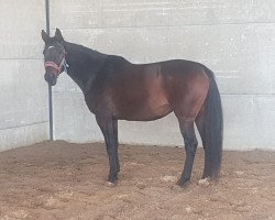 Zuchtstute Cajenne de fauquez (Belgisches Warmblut, 2008, von Kannan)