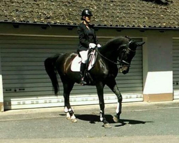 horse Lantana 35 (Hanoverian, 1990, from Lanthan)