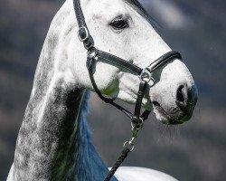 Zuchtstute Cartani's Lady Cac CH (Schweizer Warmblut, 2008, von Cartani 4)