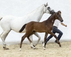 broodmare Kalinka X (Holsteiner, 1995, from Calato)