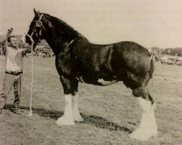 Zuchtstute Hayston Evita (Clydesdale, 1997, von Torrs Select)