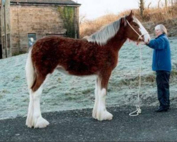 broodmare Collessie Duchess (Clydesdale, 2000, from Collessie Cut Above)