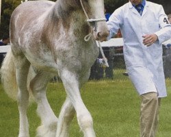 Deckhengst Cawood Kaleidoscope (Clydesdale, 2010, von Mollinhillhead Celebrity)