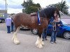 Deckhengst Bogton Flying Scot (Clydesdale,  , von Phesdo Noble Scot)