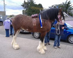 stallion Bogton Flying Scot (Clydesdale,  , from Phesdo Noble Scot)