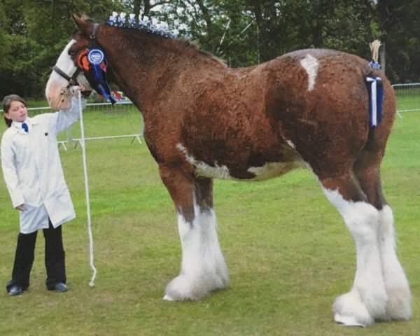 Pferd Westplean Bruno (Clydesdale,  , von Collessie Cut Above)