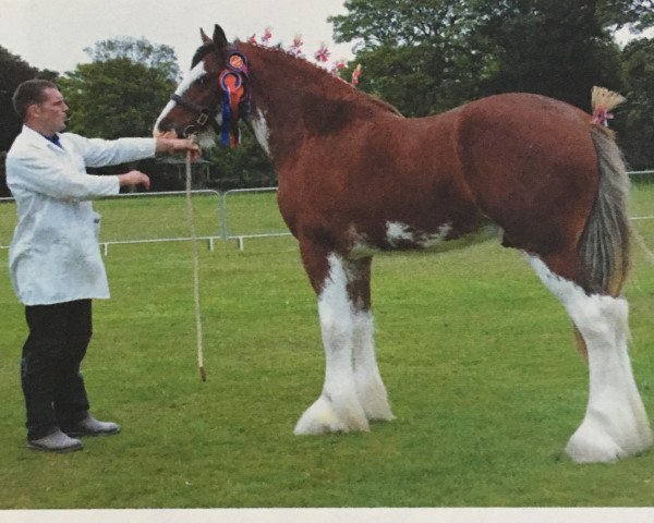 Deckhengst Arradoul Balvenie (Clydesdale,  , von Arradoul Cardhu)