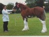 stallion Arradoul Balvenie (Clydesdale,  , from Arradoul Cardhu)