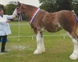 Zuchtstute Galcantray Nicole's Charm (Clydesdale,  , von Doura Above All)