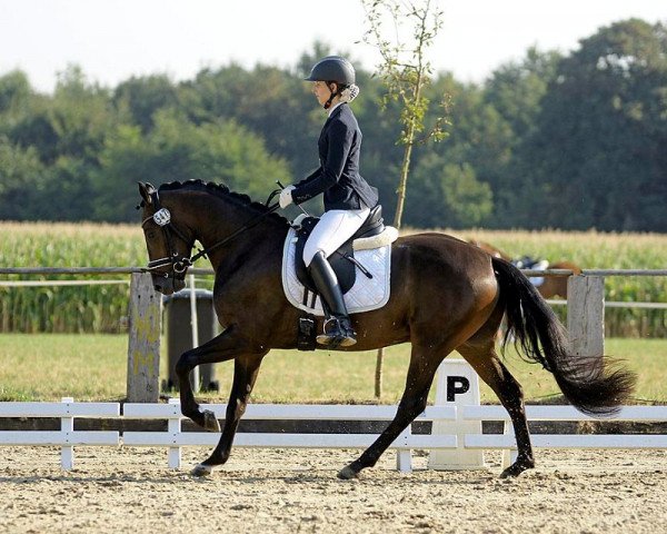 dressage horse Diaz 16 (German Riding Pony, 2015, from D-Day AT)
