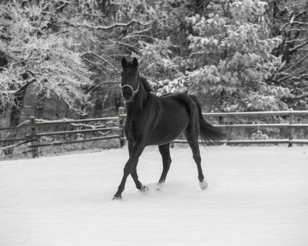 dressage horse Fiete Royal R (Hanoverian, 2018, from Finest)