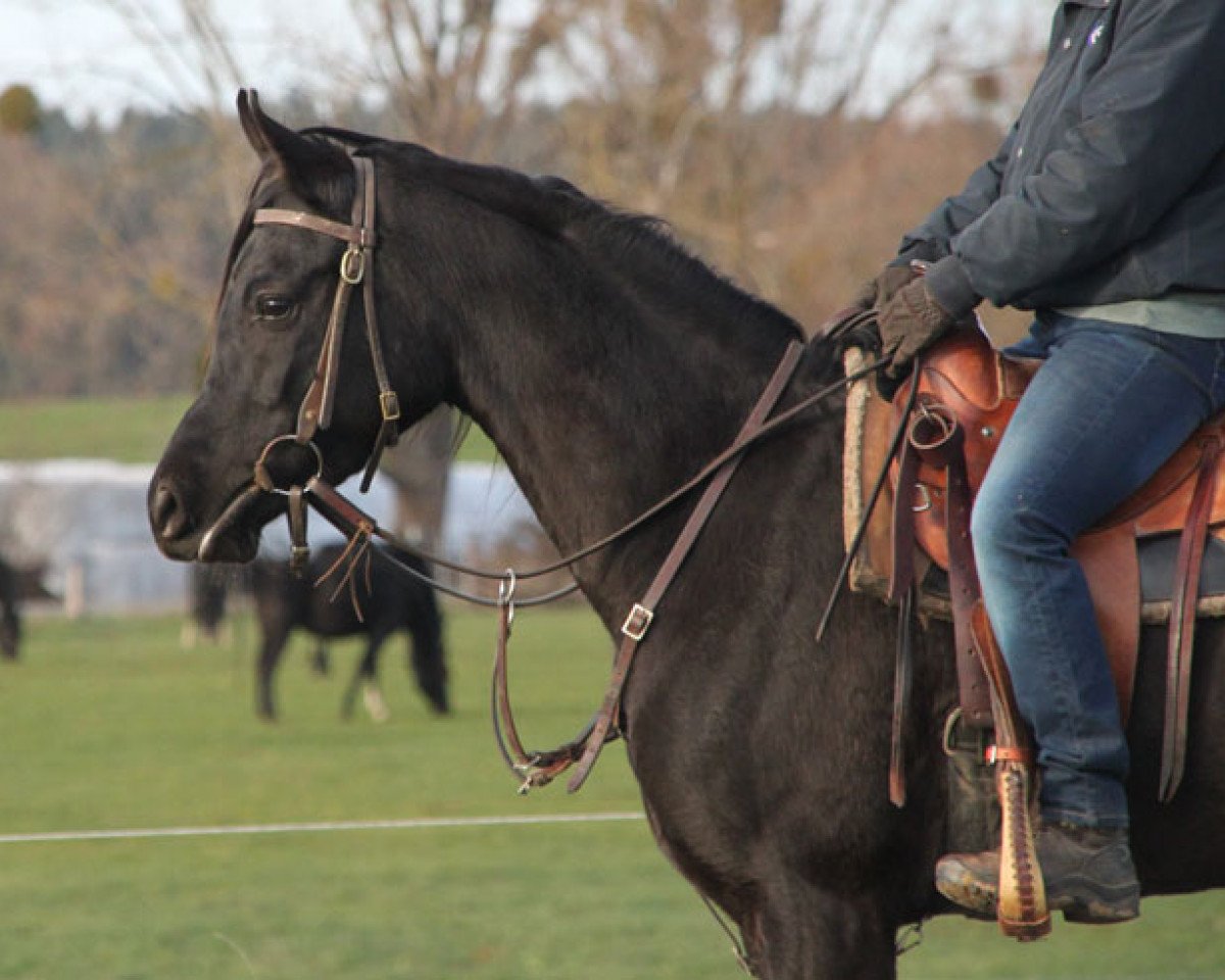 broodmare GH Warisa (Arabian purebred, 2015, from Muddassir B' Mehamam)
