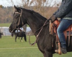 broodmare GH Warisa (Arabian thoroughbred, 2015, from Muddassir B' Mehamam)